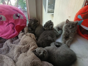 Vand pui de pisica , rasa pura british & scotish shorthair .culoare gri și lila. - imagine 4