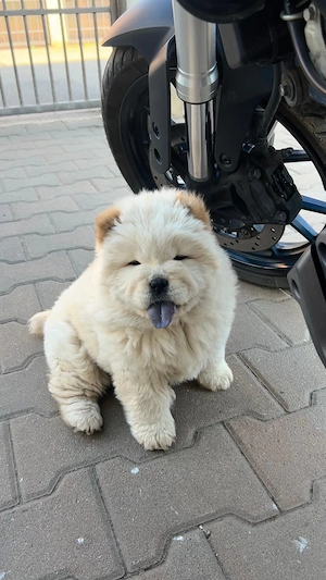 Pui chow-chow crem, mascul, 8 saptamani