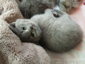 Vand pui de pisica , rasa pura british & scotish shorthair .culoare gri și lila. - imagine 5