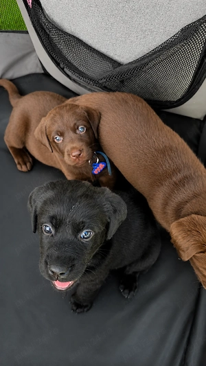 Vand pui labrador 
