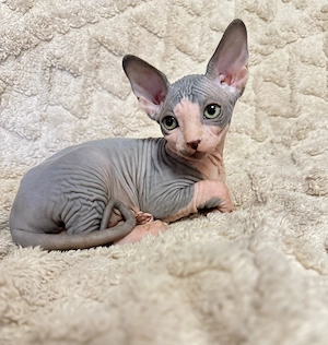 Pisica Sphynx