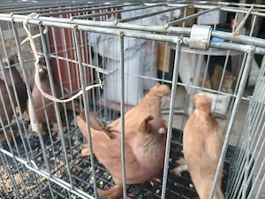 Disponibil porumbei jucatori de Botoșani 