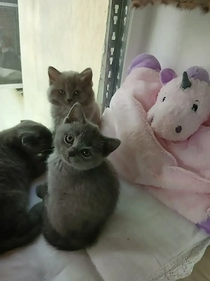 Vand pui de pisica , rasa pura british & scotish shorthair .culoare gri și lila. - imagine 3