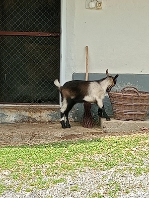 De vânzare 1 ieduta in Vișeu de Sus 