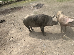 porci pentru sacrificare 