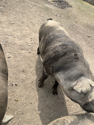 porci pentru sacrificare  - imagine 4