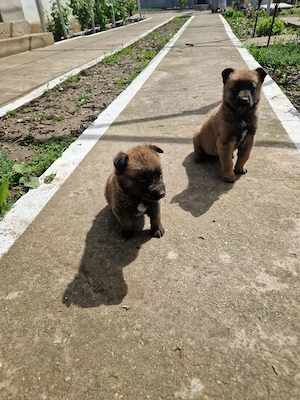 Lup belgian. Malinois