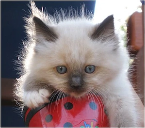 ragdoll albi