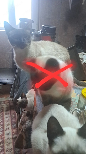 Pisici siameze rasa pura