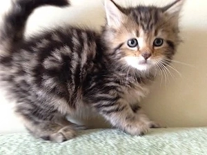 american shorthair