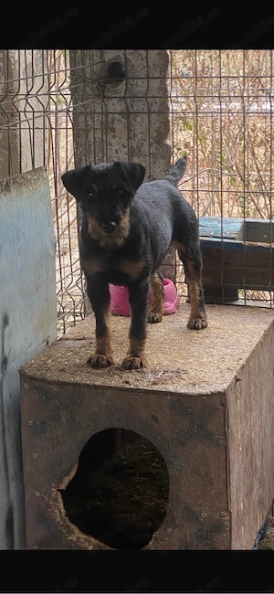 Femela Jagd terrier jagdterrier 