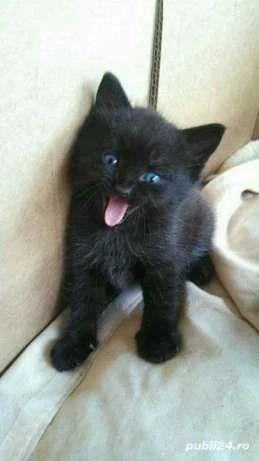american shorthair - imagine 2