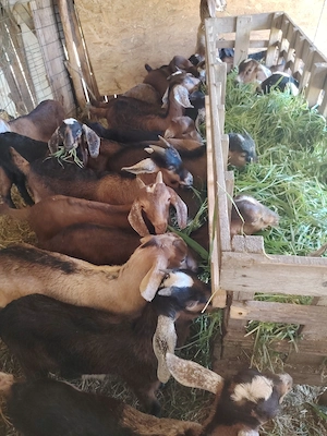 Vând ieduti buni de ținut!
