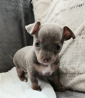  Vand  pui Chihuahua  - imagine 5