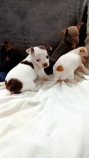  Vand  pui Chihuahua  - imagine 7