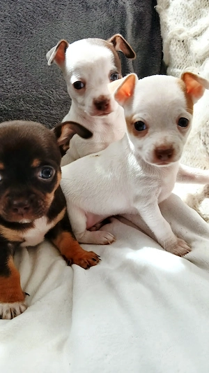 Vand  pui Chihuahua  - imagine 6