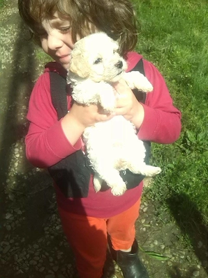 bichon frise