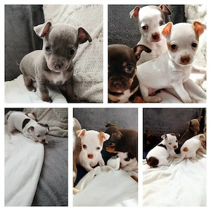 Vand  pui Chihuahua 