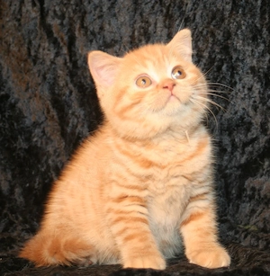 american shorthair - imagine 3
