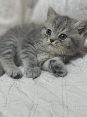 British Shorthair silver  - imagine 3