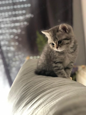 British Shorthair silver 