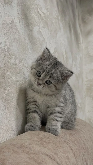 British Shorthair silver  - imagine 3