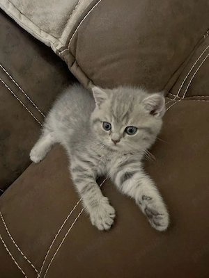 British Shorthair silver  - imagine 2