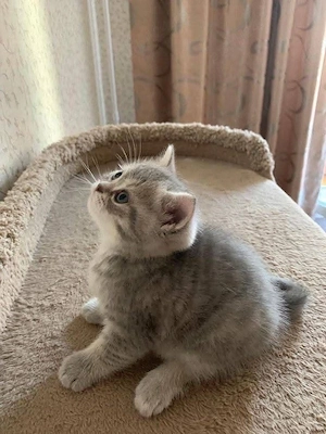 British Shorthair silver 