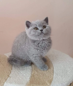 British Shorthair blue 