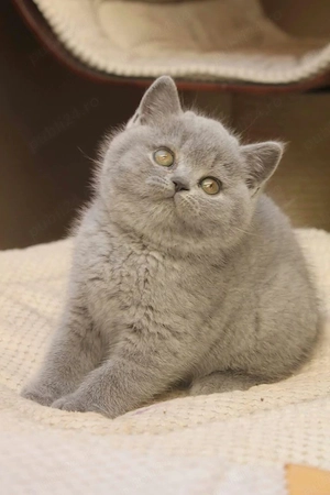British Shorthair blue 