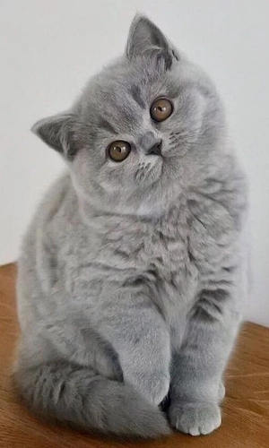 British Shorthair blue  - imagine 2