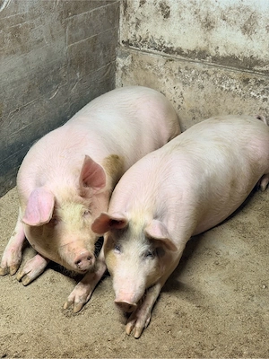 Porci 110-130kg - imagine 2