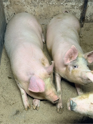 Porci 110-130kg
