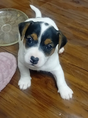 Jack Russell terrier vaccinati inclusiv cu antirabic 
