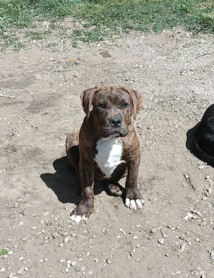 vand pui american bully xl - imagine 3