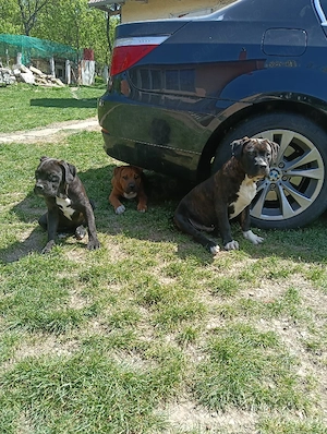 vand pui american bully xl - imagine 5