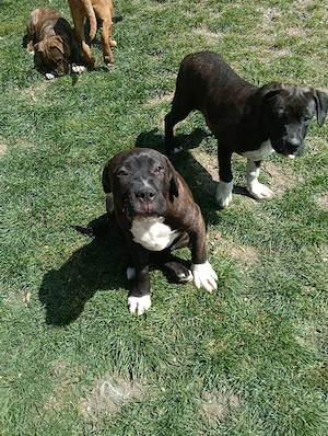 vand pui american bully xl