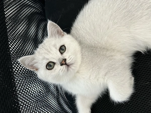 Pisici british shorthair silver 