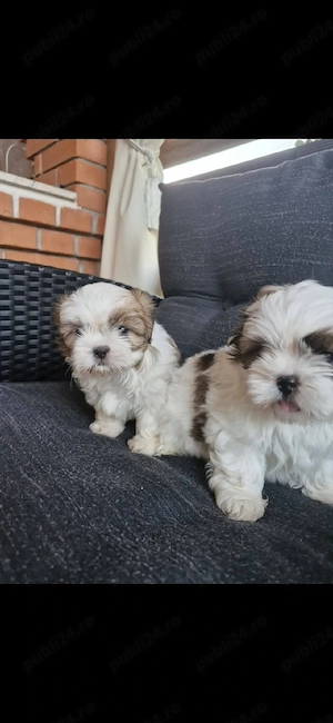Shih tzu    