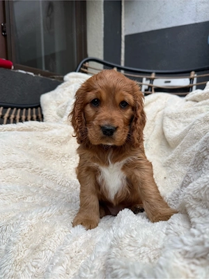 Cocker Spaniel fetita  - imagine 3