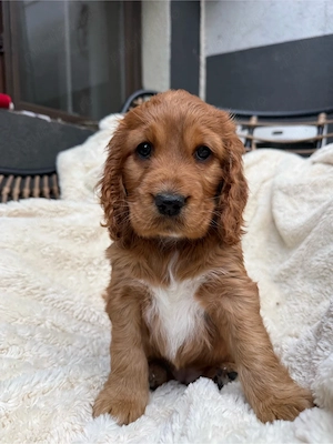 Cocker Spaniel fetita 