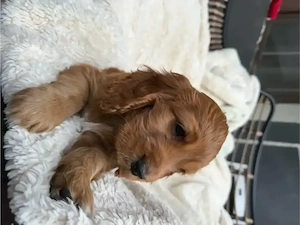 Cocker Spaniel fetita  - imagine 2