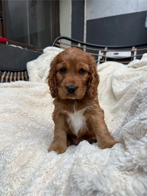 Cocker Spaniel fetita  - imagine 4
