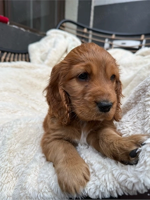 Cocker Spaniel fetita  - imagine 5