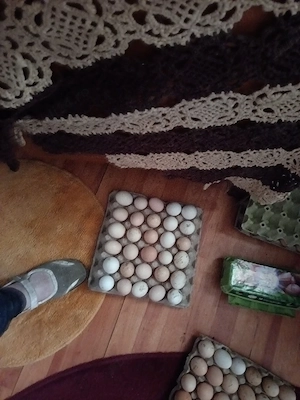 Vand oua de găini de rasa 