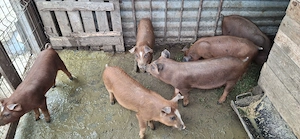Vând purcei duroc 