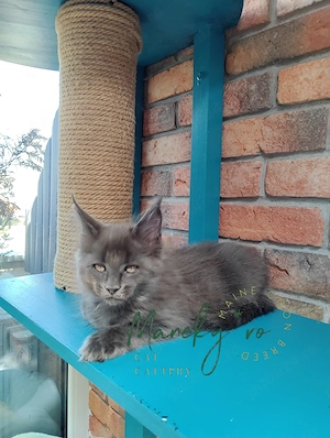 Pui Maine Coon  ,  Pedigree   WCF