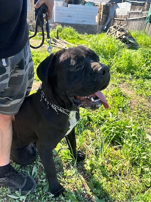 mascul Cane Corso