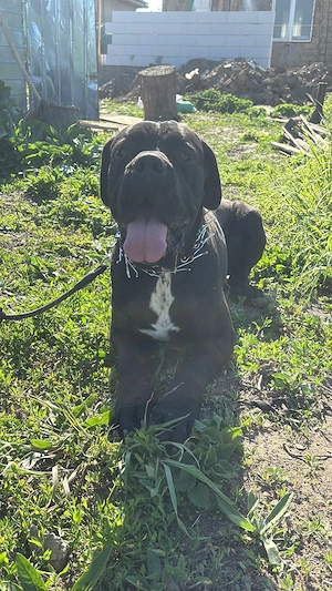 mascul Cane Corso - imagine 3