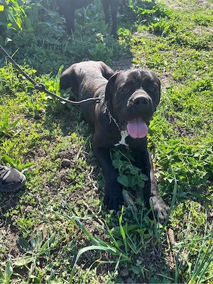 mascul Cane Corso - imagine 2